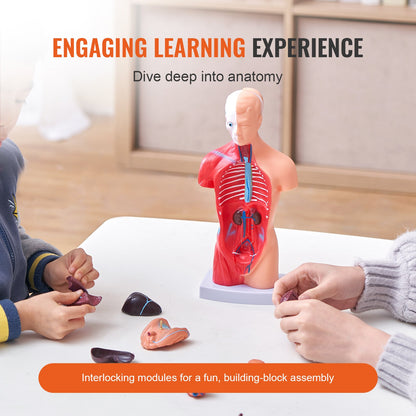 Människokroppsmodell, 15 delar 11 tum, mänsklig torso anatomimodell anatomisk skelettmodell med avtagbara organ, pedagogiskt undervisningsverktyg för elever naturvetenskaplig inlärning skolundervisning display