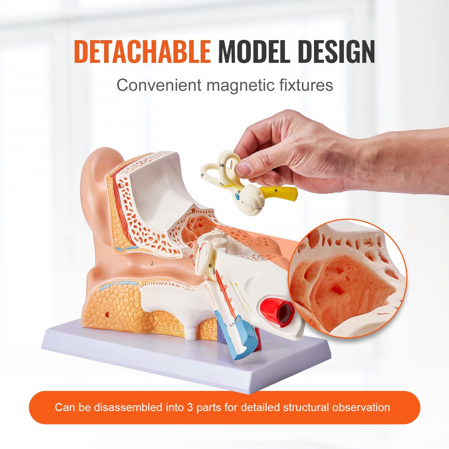 Human Ear Anatomy Model, 3 Parts 5 Times Enlarged Human Ear Model Displaying Outer, Middle, Inner Ear with Base, Professional PVC Anatomical Ear Model for Education Physiology Study Teaching