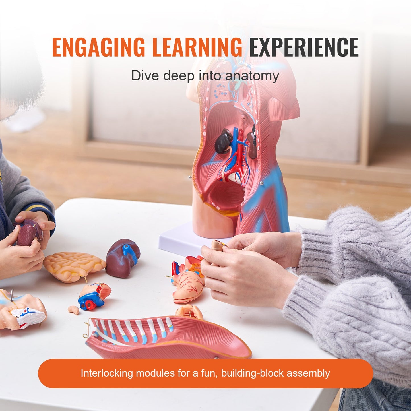 Människokroppsmodell, 23 delar 18 tum, mänsklig torso anatomimodell unisex anatomisk skelettmodell med avtagbara organ, pedagogiskt undervisningsverktyg för studenter naturvetenskaplig inlärning utbildningsdisplay