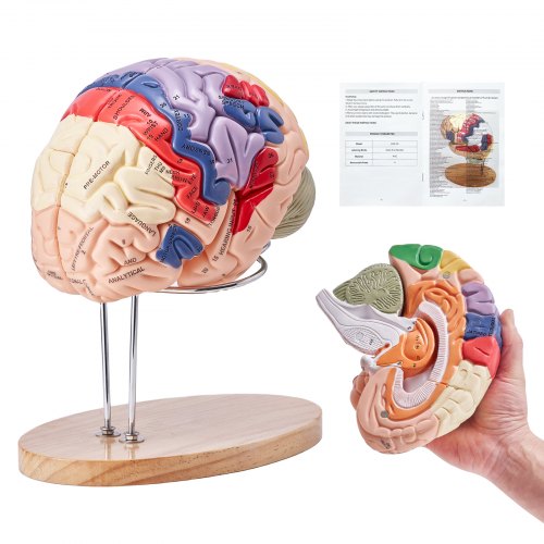 Mänsklig hjärnmodell anatomi, 2X naturlig storlek 4-delad mänsklig hjärnmodell med etiketter och displaybas, färgkodad avtagbar hjärnmodell för vetenskaplig forskning undervisning lärande studier display